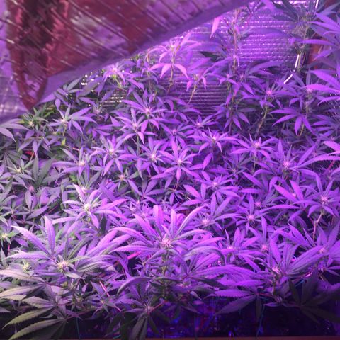 1 growlog timeline photo