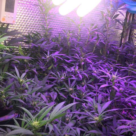 1 growlog timeline photo