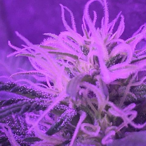 1 growlog timeline photo