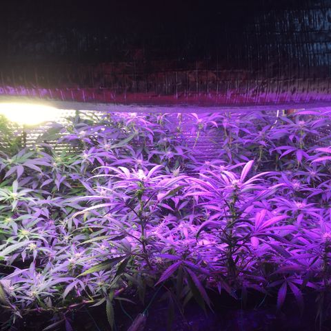 1 growlog timeline photo