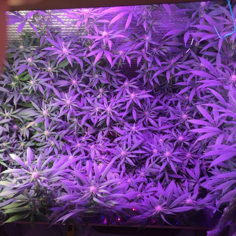 1 growlog timeline photo