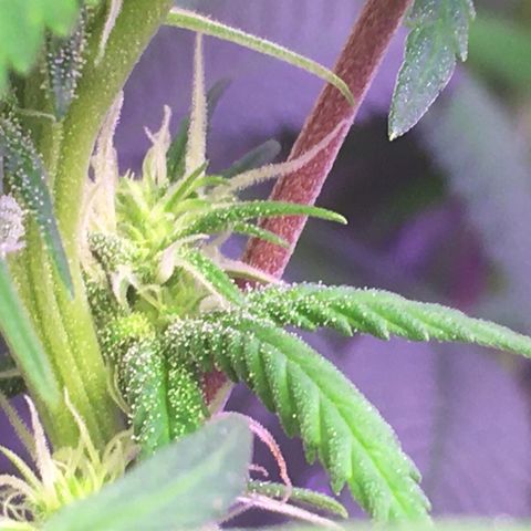 1 growlog timeline photo