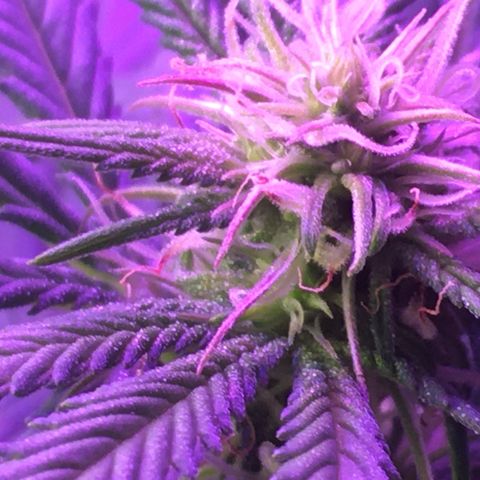 1 growlog timeline photo