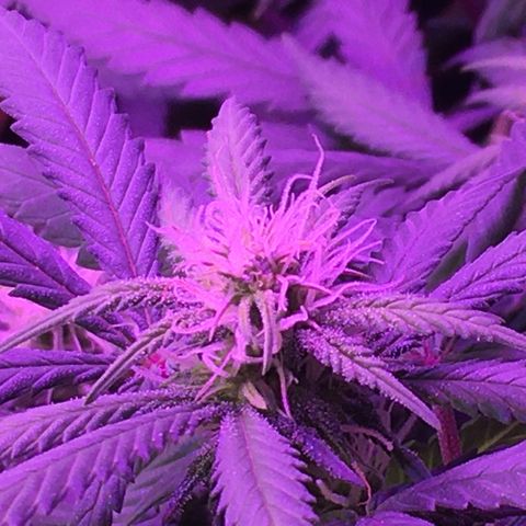 1 growlog timeline photo
