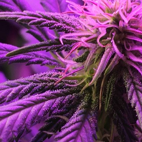 1 growlog timeline photo