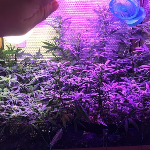 1 growlog timeline photo