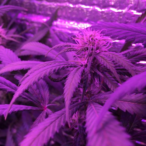 1 growlog timeline photo