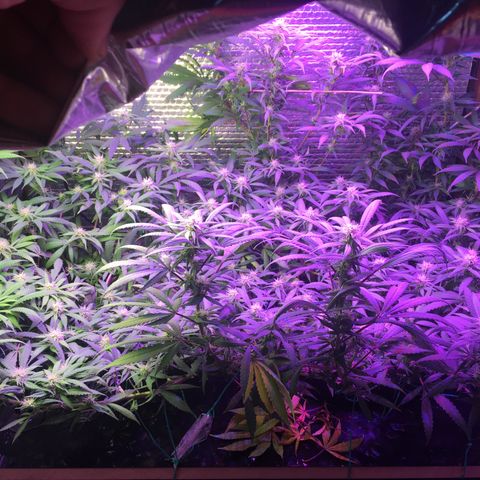 1 growlog timeline photo