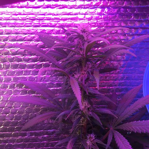 1 growlog timeline photo