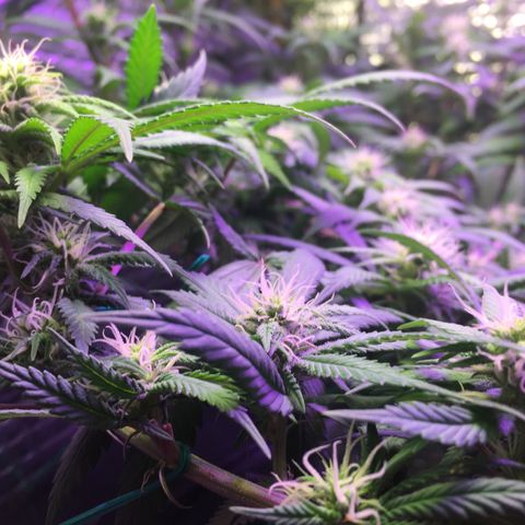 1 growlog timeline photo