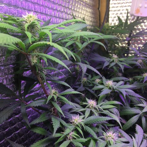 1 growlog timeline photo