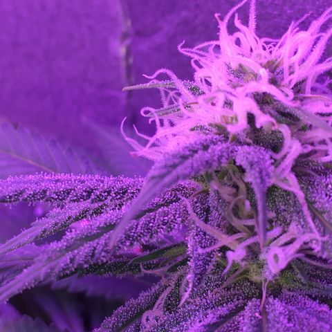 1 growlog timeline photo