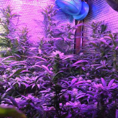 1 growlog timeline photo