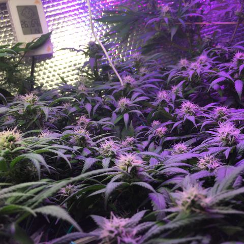 1 growlog timeline photo