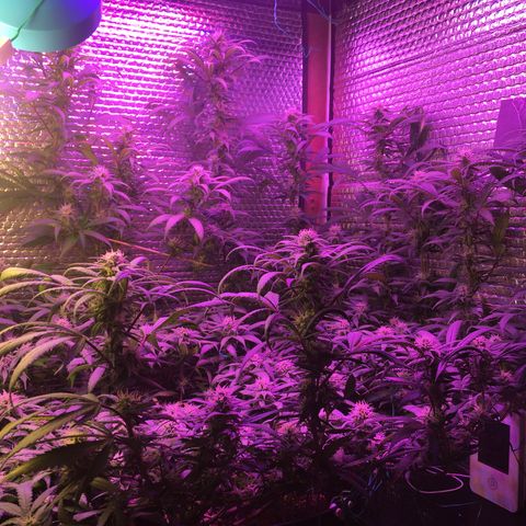 1 growlog timeline photo