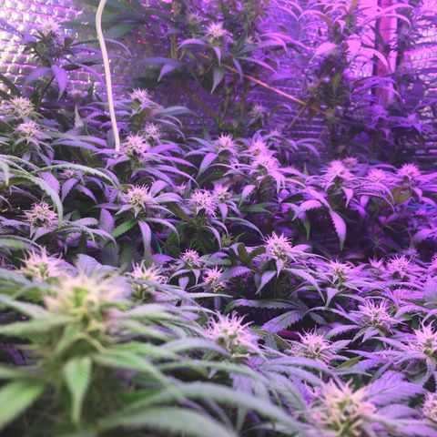 1 growlog timeline photo