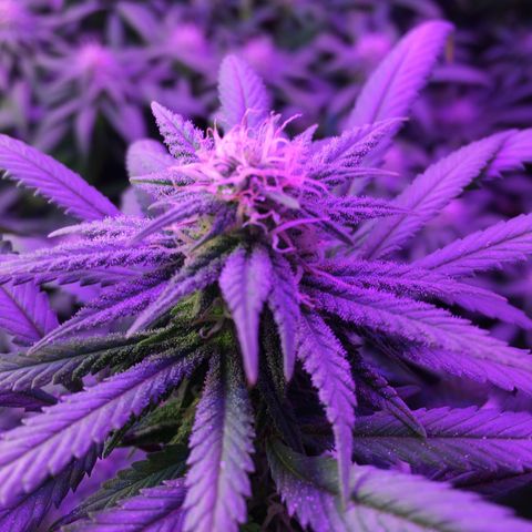 1 growlog timeline photo