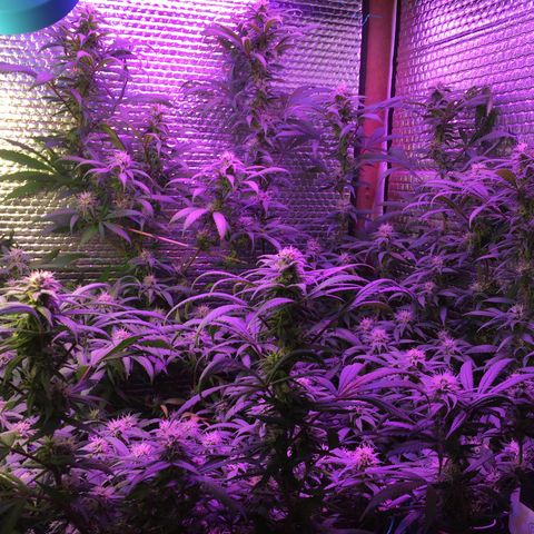 1 growlog timeline photo