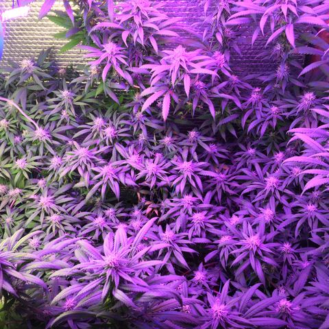 1 growlog timeline photo