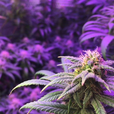 1 growlog timeline photo