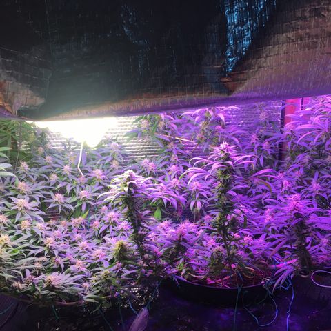 1 growlog timeline photo