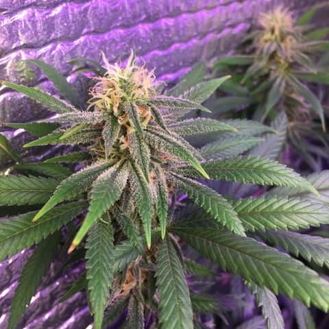 1 growlog timeline photo
