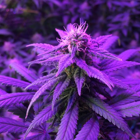 1 growlog timeline photo