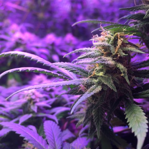 1 growlog timeline photo