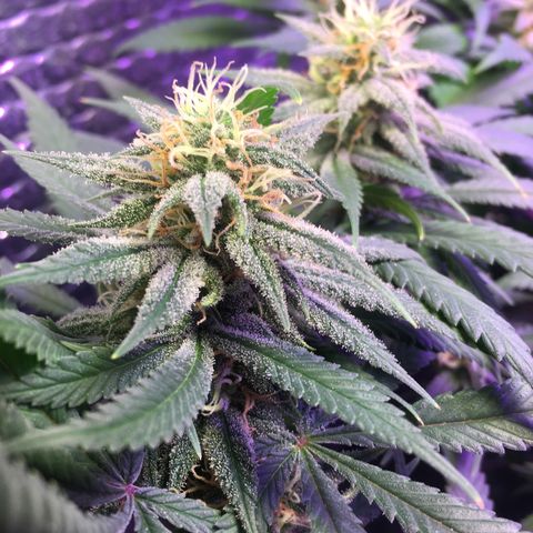 1 growlog timeline photo