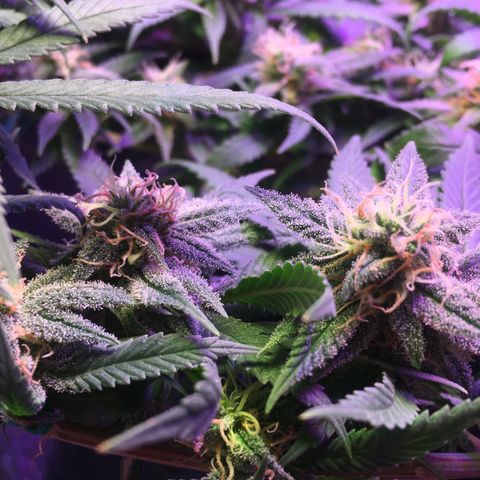 1 growlog timeline photo