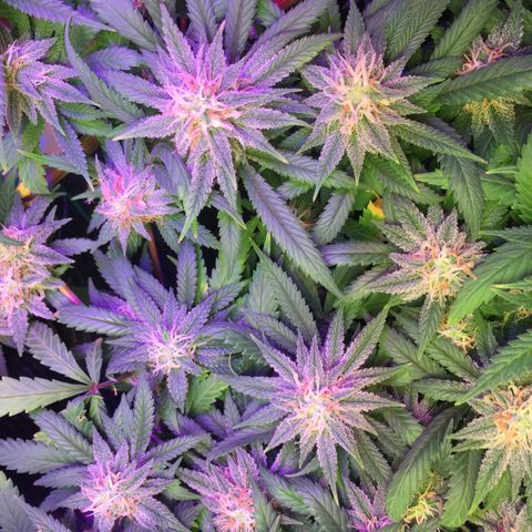 1 growlog timeline photo