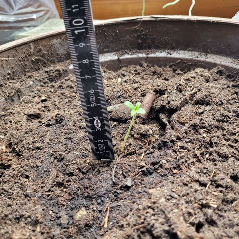 Green Gelato Auto growlog timeline photo