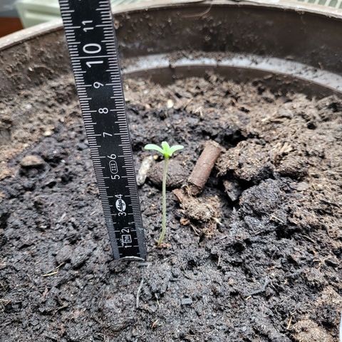 Green Gelato Auto growlog timeline photo