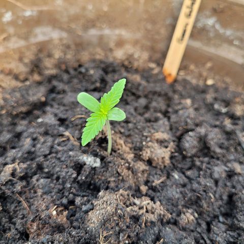 Green Gelato Auto growlog timeline photo