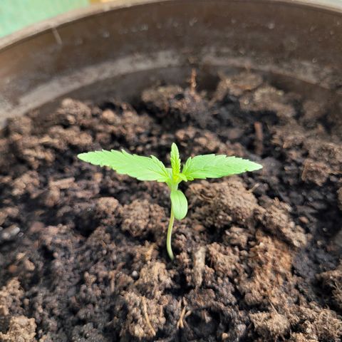 Green Gelato Auto growlog timeline photo