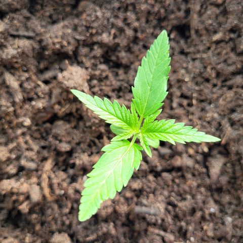 Green Gelato Auto growlog timeline photo