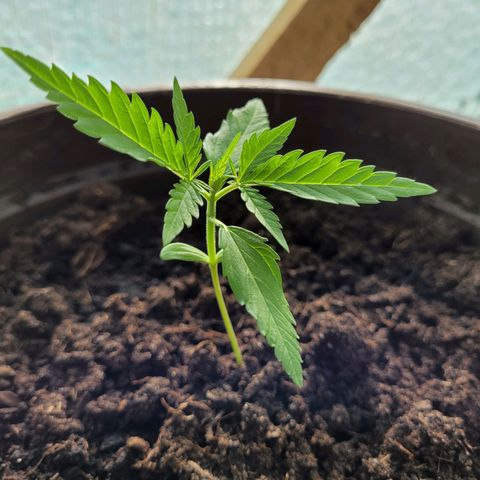Green Gelato Auto growlog timeline photo