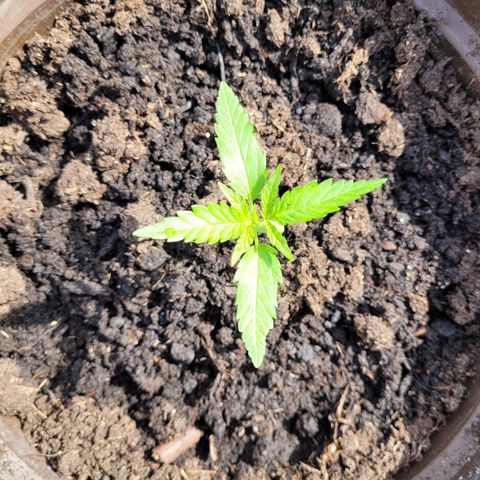 Green Gelato Auto growlog timeline photo