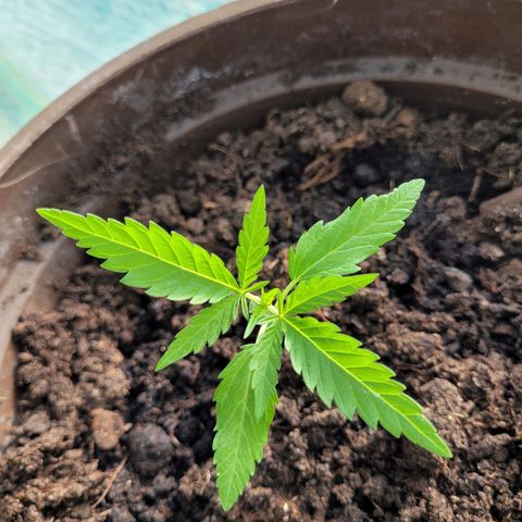 Green Gelato Auto growlog timeline photo
