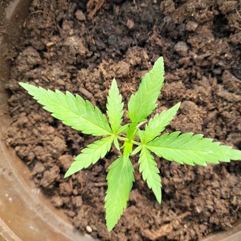 Green Gelato Auto growlog timeline photo