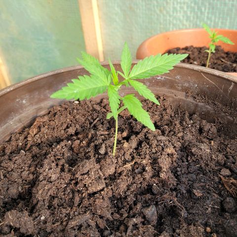 Green Gelato Auto growlog timeline photo
