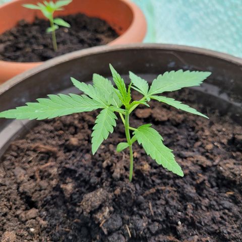 Green Gelato Auto growlog timeline photo