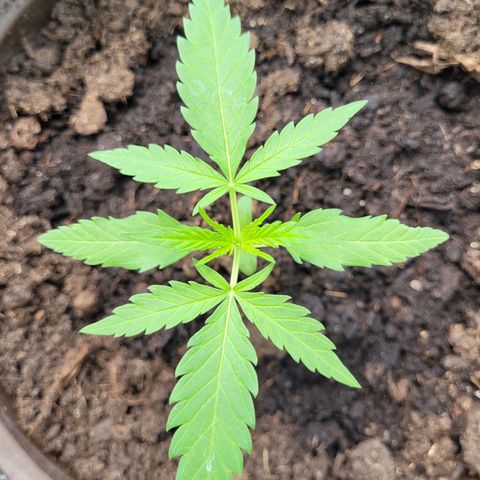 Green Gelato Auto growlog timeline photo