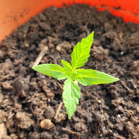Cookies Gelato Automatic growlog timeline photo