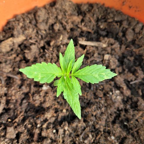 Cookies Gelato Automatic growlog timeline photo