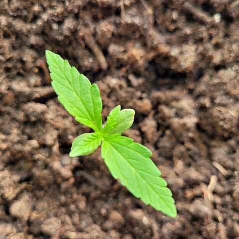 Fat Banana Automatic growlog timeline photo