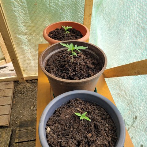 Cookies Gelato Automatic growlog timeline photo