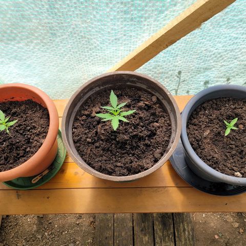 Cookies Gelato Automatic growlog timeline photo