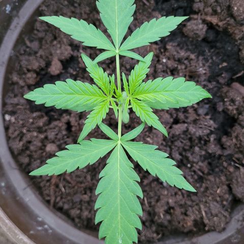 Green Gelato Auto growlog timeline photo
