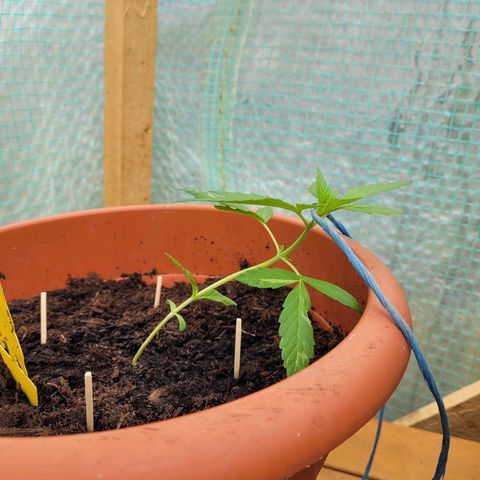 Cookies Gelato Automatic growlog photo: Starte Test von LST